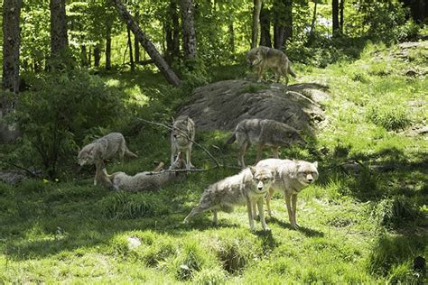 Why Do Coyotes Howl: The Important Things to Know in Understanding