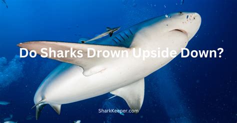 Do Sharks Drown Upside Down Shark Keeper