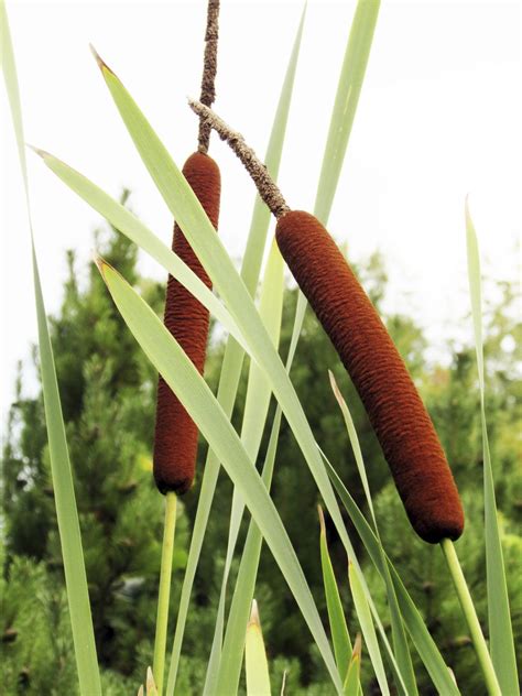 Cattails In The Kitchen Tips For Using Edible Parts Of A Cattail