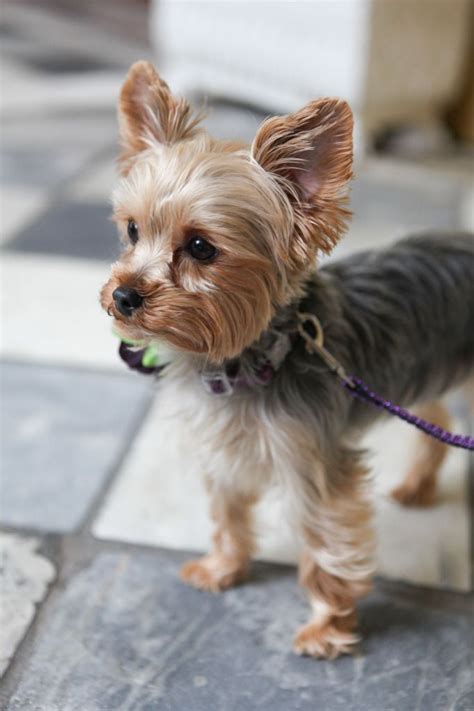 Our Favorites Of 2014 Yorkshire Terrier Puppies Yorkie