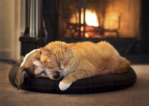 Amistad Entre Perros Y Gatos Recetas Barf