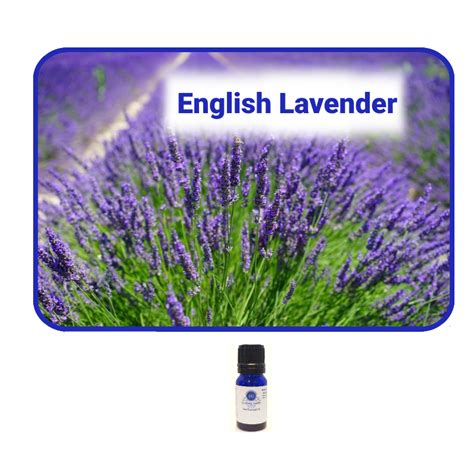 English Lavender Essential Oil Essentially Grateful