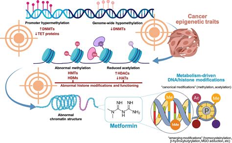 Frontiers Metformin Targeting The Metabolo Epigenetic