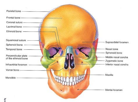 Check spelling or type a new query. Skull labeled | A&P | Pinterest | Skulls and Human skull