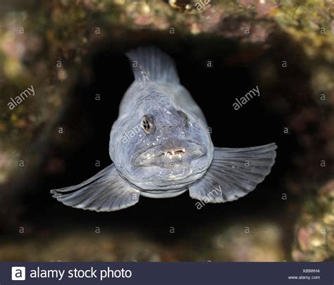 Wolf Fish High Resolution Stock Photography And Images Alamy