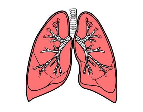Pngtree tiene millones de png libre, vectores y recursos gráficos psd para diseñadores.| 5296521. Dibujo de de pulmones pintado por Tilditus en Dibujos.net ...