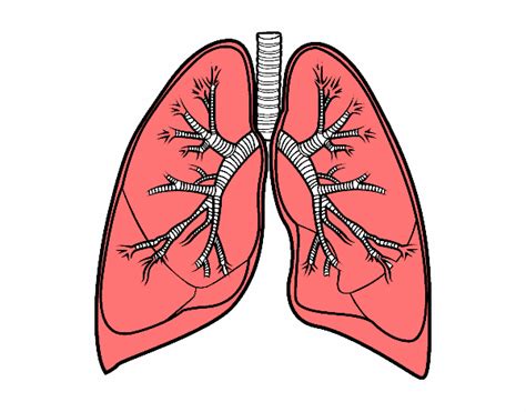 Dibujo de de pulmones pintado por Tilditus en Dibujos.net ...