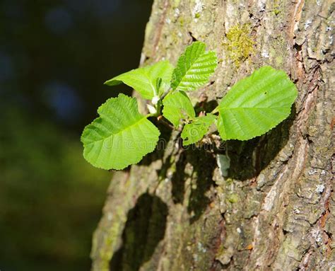 Young Leaves In Fresh Green Grow Out Of The Tree Trunk Stock Image