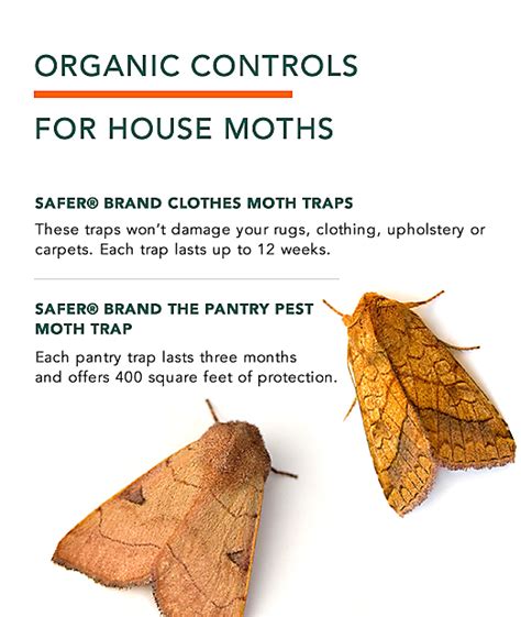 Clothes Moths Facts How To Get Rid Of Moths
