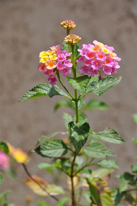 Free Images Flower Herb Yellow Pink Flora Wildflower Flowers
