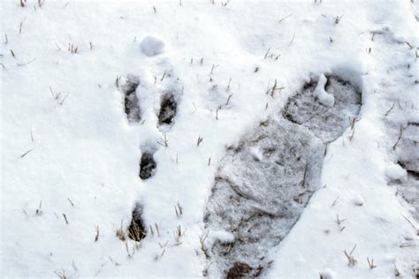 Nach der größeneinordnung werden laufspuren in der gesamtheit betrachtet. Tierspuren im Schnee » Wer stapft hier durch den Winter?