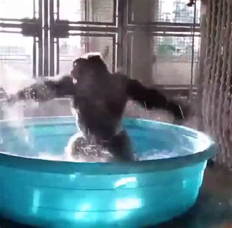 This Splashing Gorilla Will Make Your Day Friday Feeling Gorilla