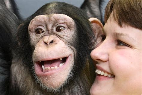 Humans And Chimps Seen As Not As Similar As Once Thought Genetic