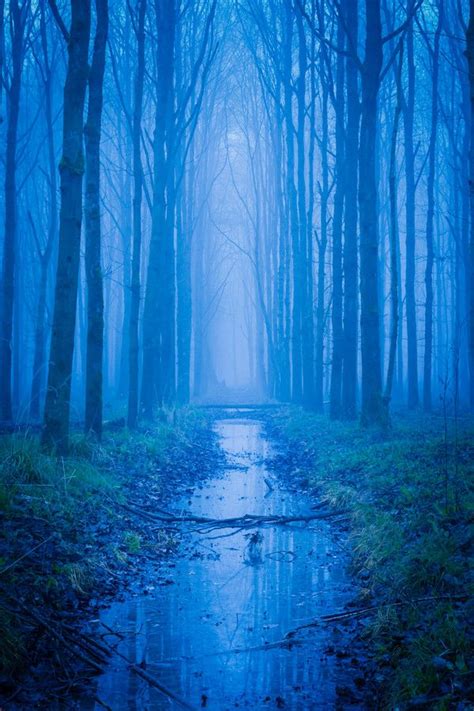 Magical Forest Photography Pinterest