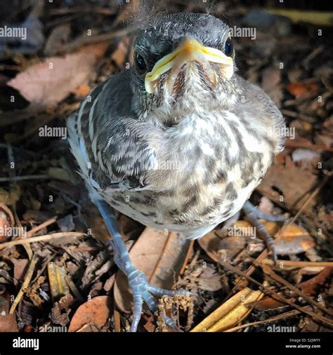 Baby Mockingbird Hi Res Stock Photography And Images Alamy