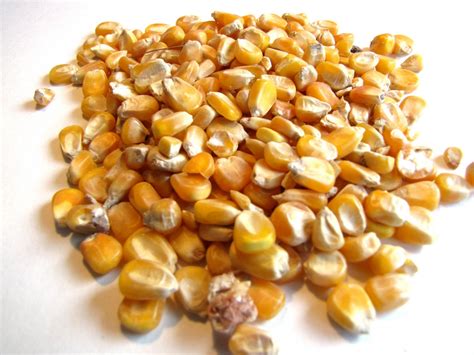 Maize Grain France Feedipedia