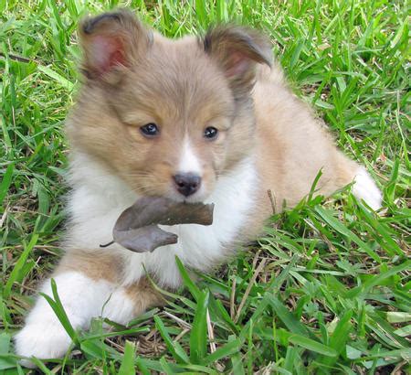 Lancaster puppies has sheltie mix puppies ready for adoption today! Ivy the Sheltie Mix Pictures 893414