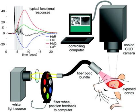 Optical Brain Imaging In Vivo Techniques And Applications From Animal