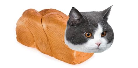 What Is A Cat Loaf Why Do Cats Do It