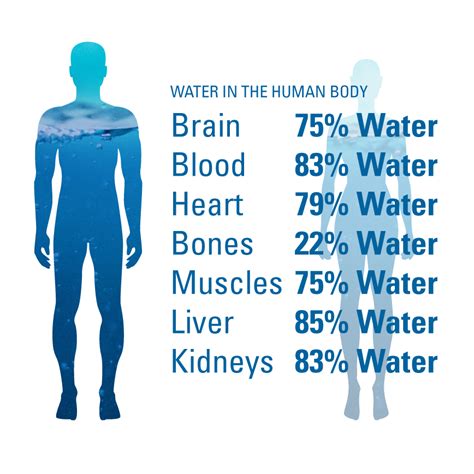 Water In The Human Body Us Geological Survey