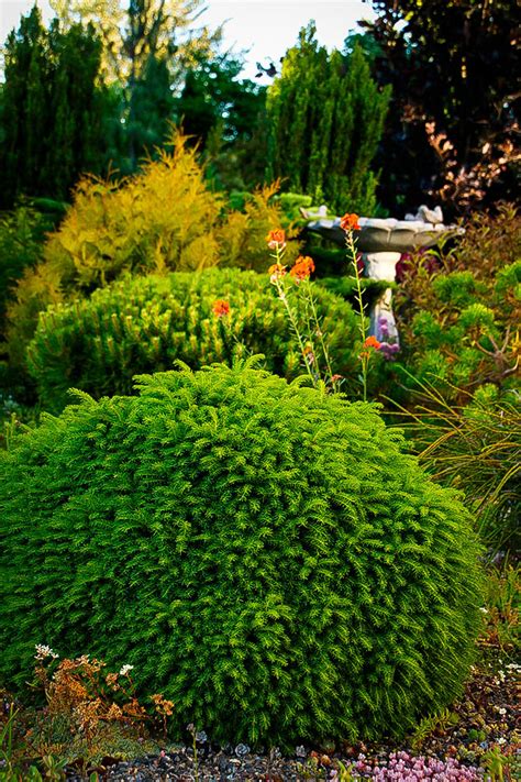 It is an important lumber crop in europe does well in full and partial sun. Little Gem Norway Spruce Trees For Sale | The Tree Center™