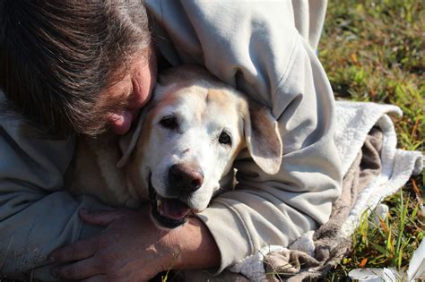 Adjusting To Life With A Senior Dog Or Cat Bothell Pet Hospital