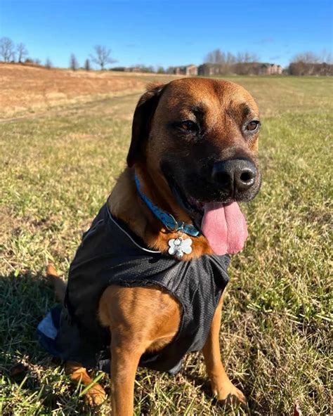 16 Rhodesian Ridgeback Mixes Is A Mix Better Than Purebred