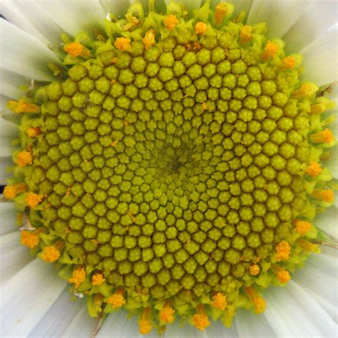 daisy fibonacci spiral stefan jansson flickr