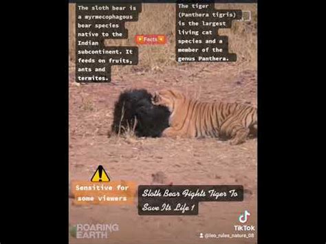 Sloth Bear Vs Tiger YouTube