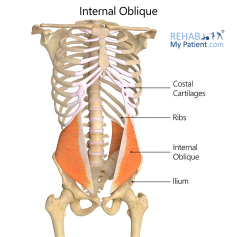Internal Oblique Rehab My Patient