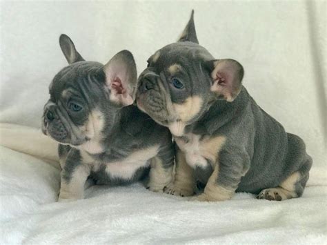 Below is a sample search of our bulldog breeders with puppies for sale. French Bulldog Puppies For Sale | San Antonio, TX #323846