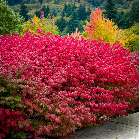 Dwarf Compact Burning Bush For Sale The Tree Center