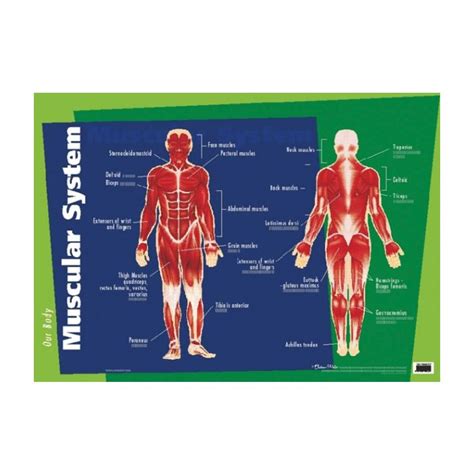 Our Body Muscular System Poster Toy Time Direct Educational Toys