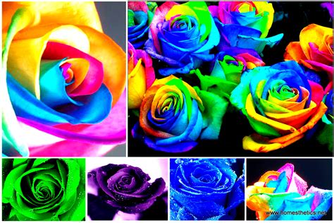 Learn How To Make Simple Colored And Rainbow Roses