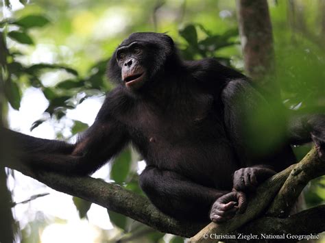 Photos From Save Endangered Bonobos In The Congo Rainforest Globalgiving