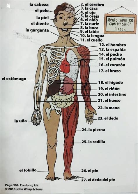 Tarjetas Partes Del Cuerpo Para Imprimir Anatoma Humana Naturaleza