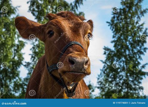 Cows Graze On The Field In The Summer Evening Stock Image Image Of Cattle Grass