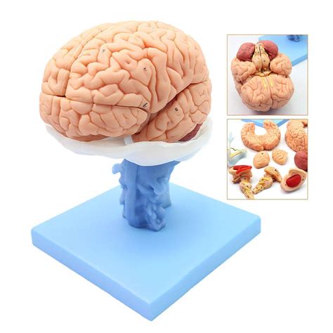 Buy Medical Human Brain Anatomical Model Life Size Neurological System