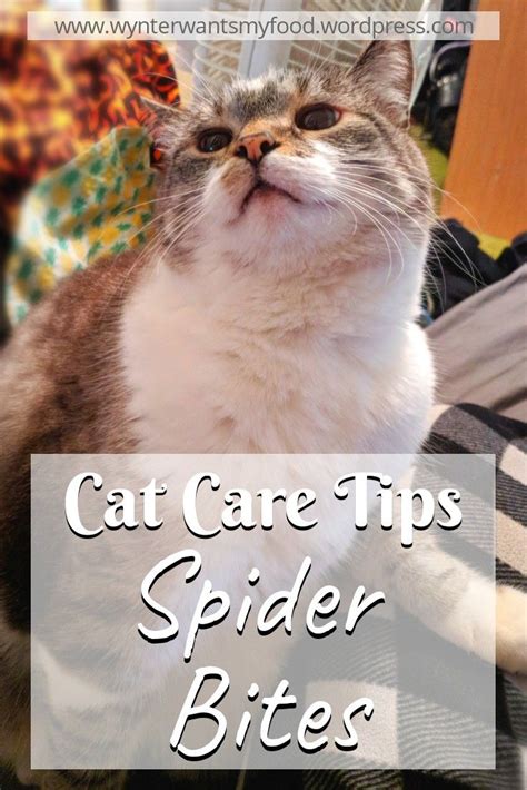 Care Tips For Cats Spider Bites Spider Bites Cat Care Tips Cats