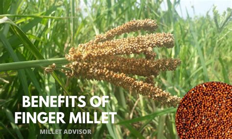 What Are The Benefits Of Finger Millet