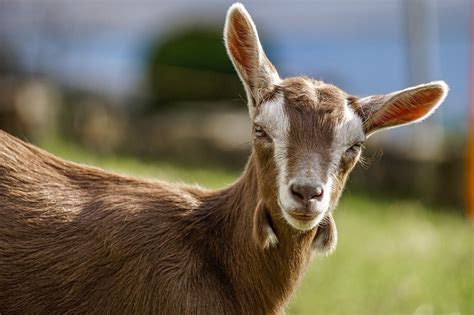 20 Popular Types Of Goat Breeds With Pictures Pet Keen