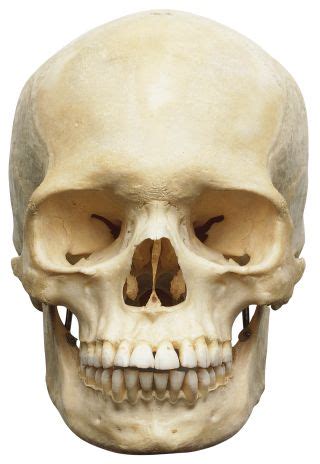 It lies between the two orbits, at the roof of the nasal. Human Skeleton for Kids | Human Body Skeleton | DK Find Out