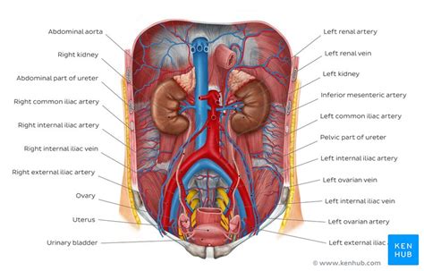More than 5000 biology questions and answers to help you study biology. Urinary System Quiz Anatomy