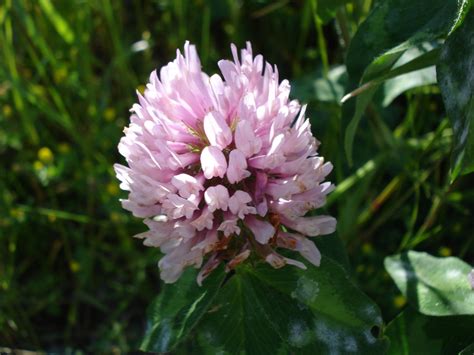 The plant was thought to purify the blood by promoting urine. Free Purple Clover 2 Stock Photo - FreeImages.com