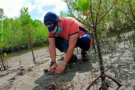 Mangroves Planted During Pcg Coastal Clean Up Drive Untv News
