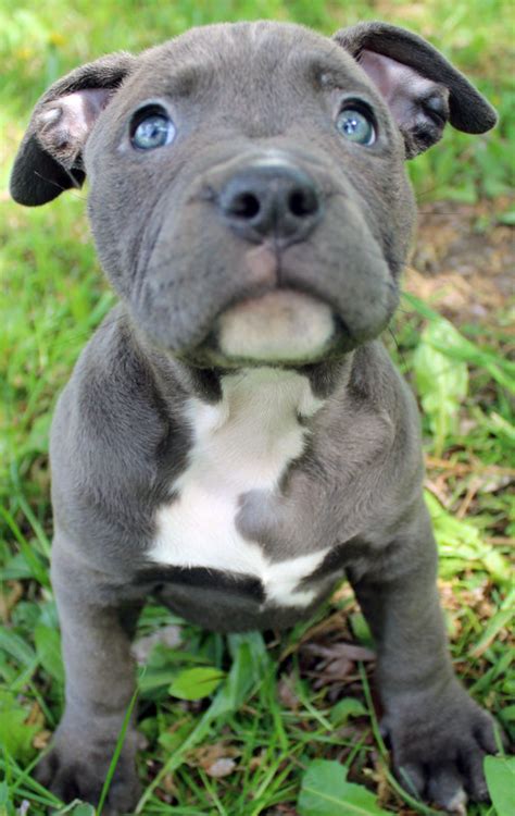 Puppies for sale from dog breeders near florida. Blue Pitbull Puppies For Sale - Blue Nose Pitbull Breeders ...