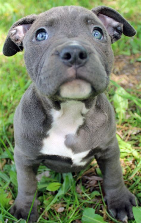 It has a lot of stamina and makes a good watchdog. Blue Pitbull Puppies For Sale | Blue Nose Pitbull Breeders ...