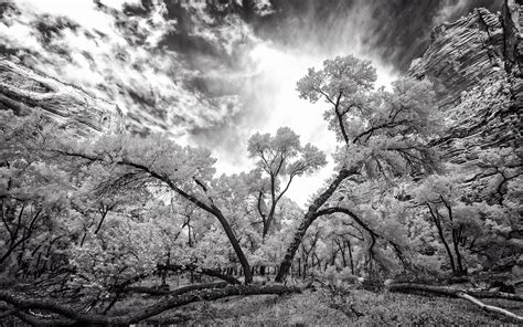 Black And White Tree Wallpaper Nature And Landscape Wallpaper Better