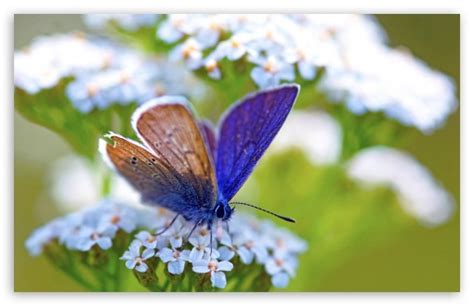 Purple Butterfly Ultra Hd Desktop Background Wallpaper For