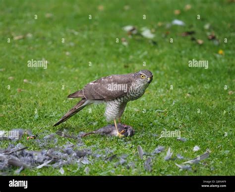 Sparrowhawk On A Kill In My Garden Where It Plucked The Prey And